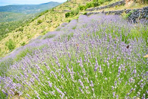 Lavender Fields on Hvar, Croatia Stock Image - Image of close, colour ...