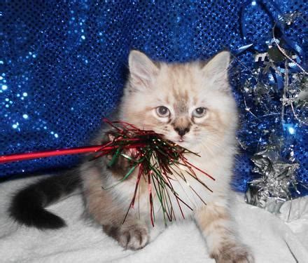 Seal Lynx Point male persian-himalayan for Sale in Carpentersville ...