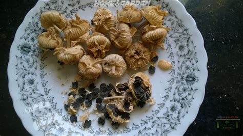 How to Start Hollyhock seeds Indoors