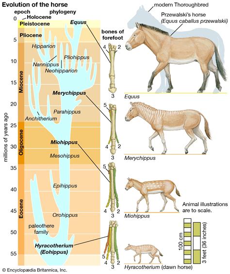 Merychippus | Eocene, Horse Ancestor, Prehistoric | Britannica