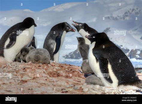 Adélie penguin breeding colony in Antarctica Stock Photo - Alamy