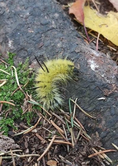 Acronicta americana Caterpillar - Acronicta americana - BugGuide.Net