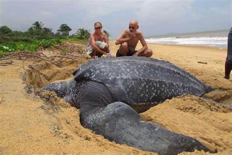 World’s Largest Sea Turtle Emerges From The Sea And It Is Amazing ...