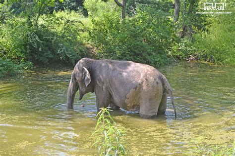 Tennessee's Elephant Sanctuary Celebrates World Elephant Day