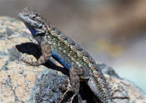 How can you tell male vs female lizards? - Bay Nature