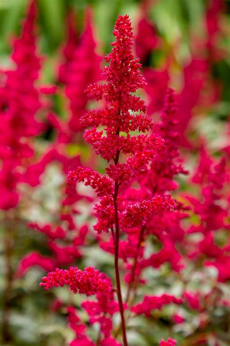 What Flowers Are Good for Shade - Back Gardener