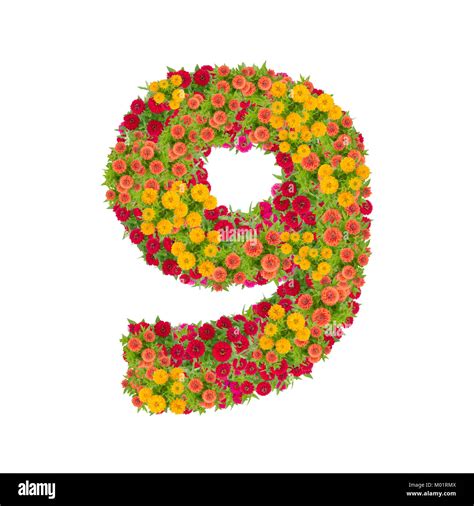 number 9 made from Zinnias flowers isolated on white background ...