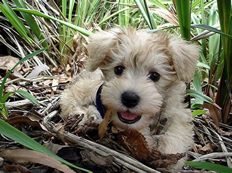 Schnoodle (Schnauzer and poodle mix) How can you not love that face ...