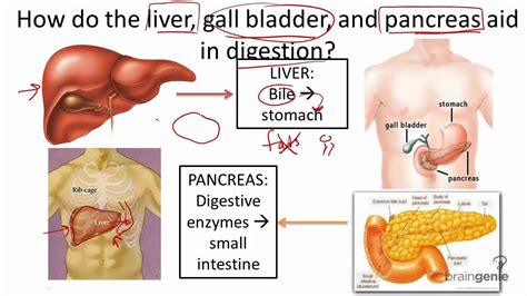 Liver Pancreas Gallbladder Diagram