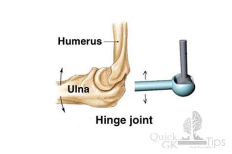 Example Of Hinge Joint