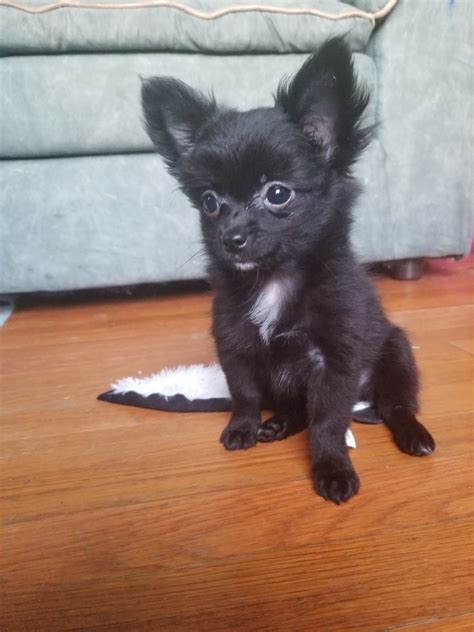 Chihuahua Puppies For Sale | Lexington, KY #290573