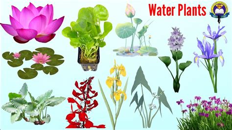 Freshwater Plants List