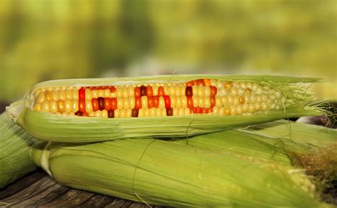 Ogm: ritorno evitato all'ultimo voto in commisione Agricoltura