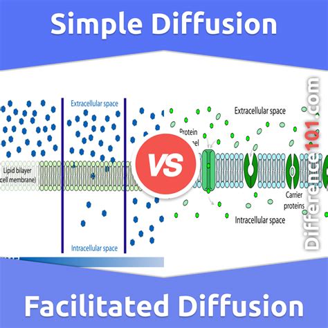 Simple Diffusion vs. Facilitated Diffusion: 6 Key Differences, Examples ...