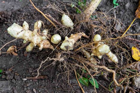 How to Grow Jerusalem Artichokes (Sunchokes)