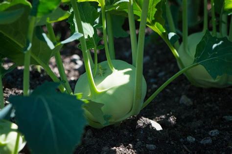 Growing Kohlrabi From Seeds - in Containers, Indoors | Gardening Tips