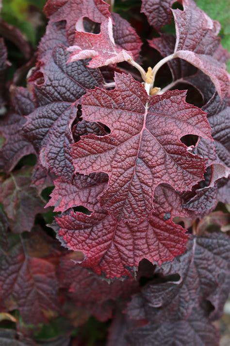 Hydrangea quercifolia Ruby Slippers fall color