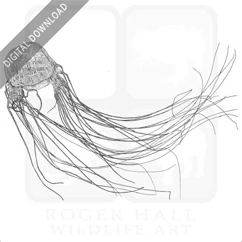 Stock Art Drawing of a Box Jellyfish - inkart