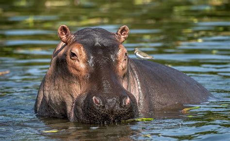 Watch a Group of Giant Hippos Try and Bodyslam a Menacing Shark - A-Z ...