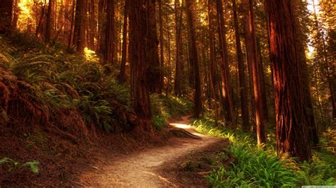 Redwood Forest Scenic Wallpapers - Top Free Redwood Forest Scenic ...