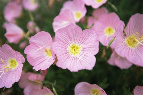 How to Grow and Care for Pink Evening Primrose