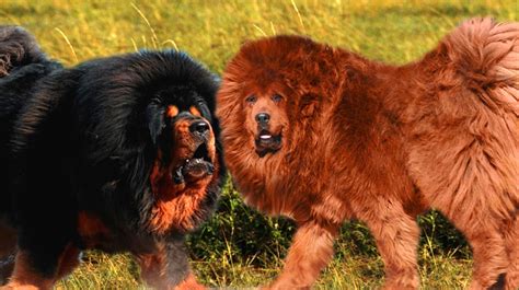 Can A Lion And Dog Breed