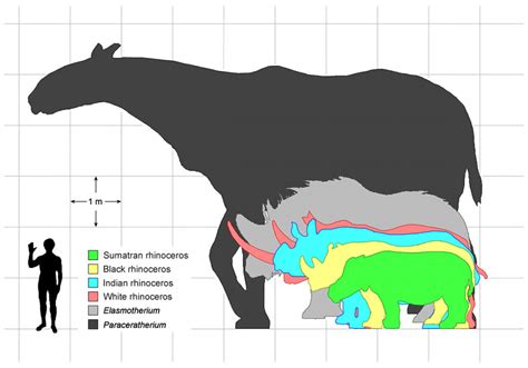 Paraceratherium-size-comparison - Thomson Safaris