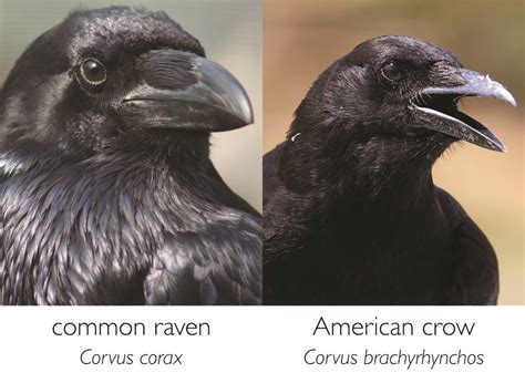 Common Raven Vs American Crow