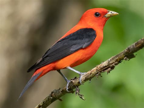 Scarlet Tanager - eBird