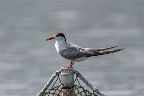 Common Tern | Bird Identification Guide | Bird Spot