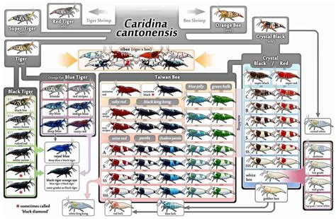 Bee Shrimp – Detailed Guide: Care, Diet, and Breeding - Shrimp and ...