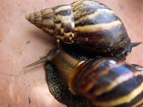 The giant African land snails invading Florida threatening disease and ...