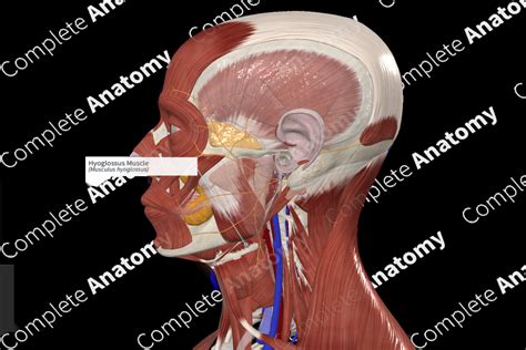 Hyoglossus Muscle | Complete Anatomy