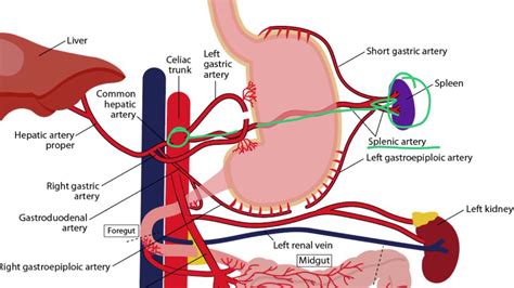 Left Gastric Artery