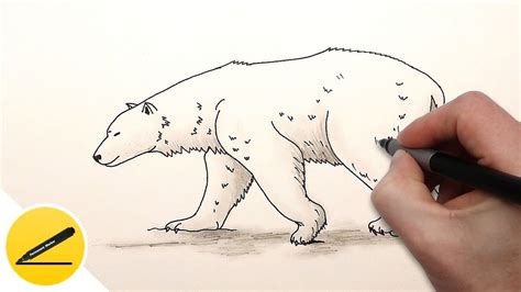 How to Draw a Polar Bear Step by Step for Kids - Draw Ice Bear - YouTube