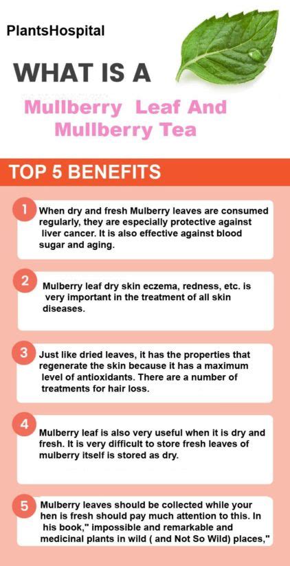 Mulberry Leaf and Mulberry Tea: Health Benefits, Uses, Side Effects and ...