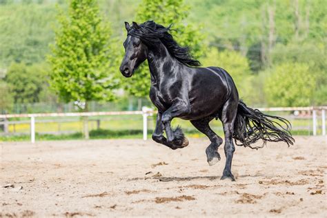 Friesian Sporthorse Breed Profile