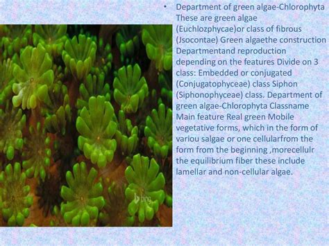 Chlorophyta color - online presentation