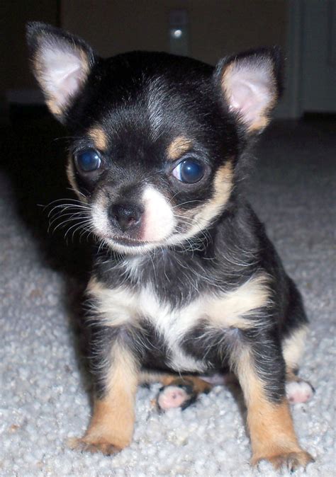 Chihuahua Puppies Pictures : Biological Science Picture Directory ...