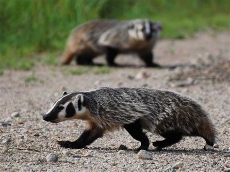 About American Badger - Behavior, Diet, Characteristics, & Facts