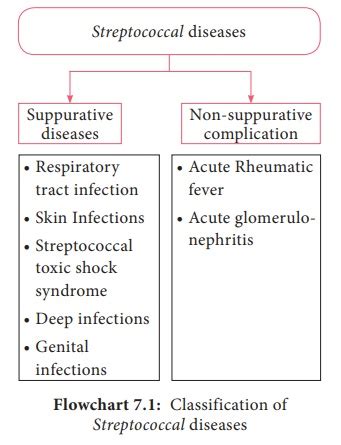 Streptococcus Pyogenes (Flesh eating Bacteria) - Morphology, Cultural ...