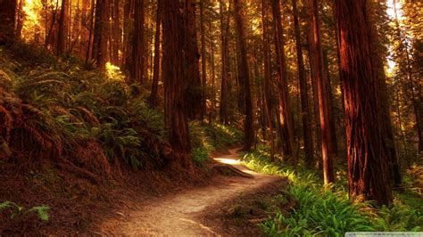 Redwood Trees Wallpaper - WallpaperSafari