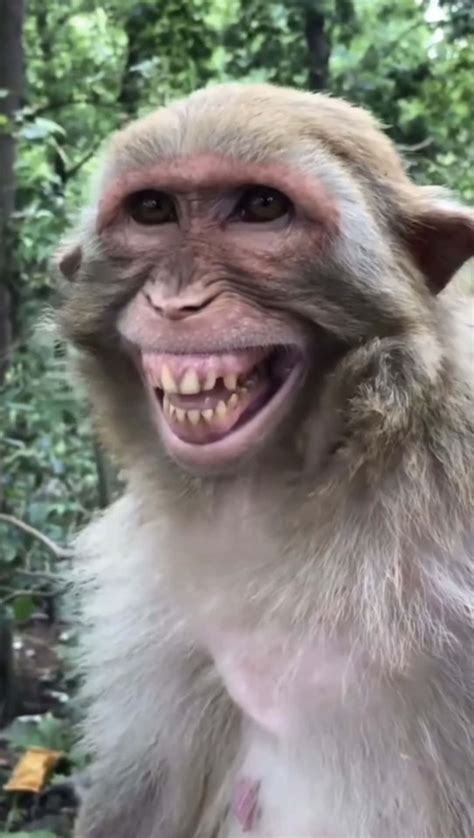 Monkey Smiling Meme