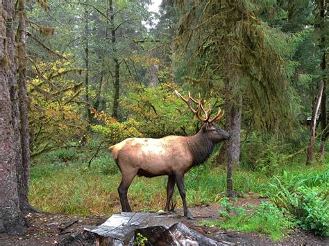 Roosevelt Elk in the Hoh Rain Forest | Brake for Nature