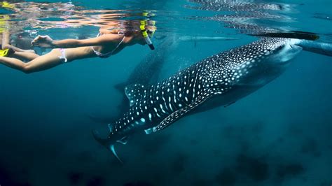 Swimming with whale sharks in the Philippines | CNN