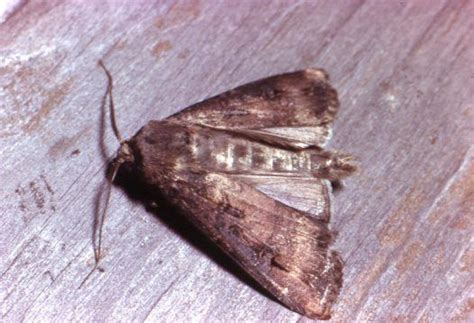 Adult Bogong Moth, Agrotis infusa Mass Migration, Cutworms, Kingdom ...