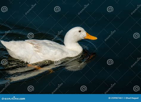 White Duck Swimming in the Water Stock Image - Image of wing, beak ...