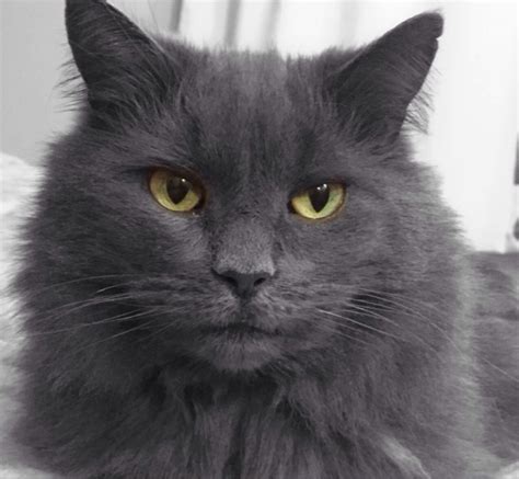 Grey Persian Cat Green Eyes - The Best Dogs And Cats