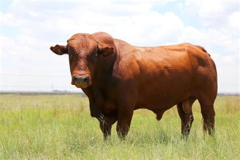 Bonsmara Cattle Breed: Pictures, Facts, Uses, Origins & Characteristics ...