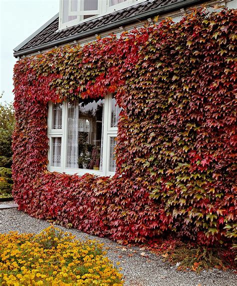 Virginia creeper Red Wall ® - 2 ltr